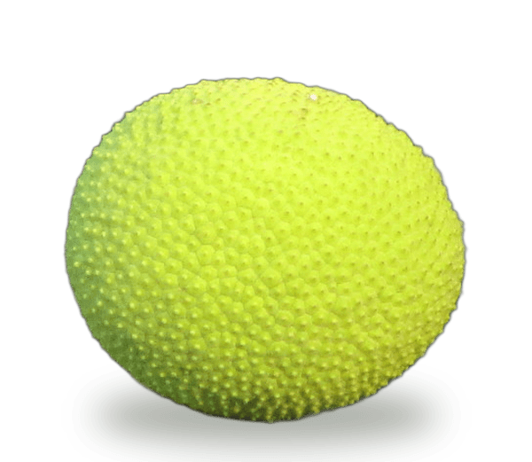 Breadfruit