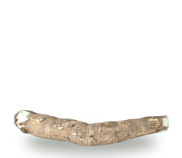 Cassava
