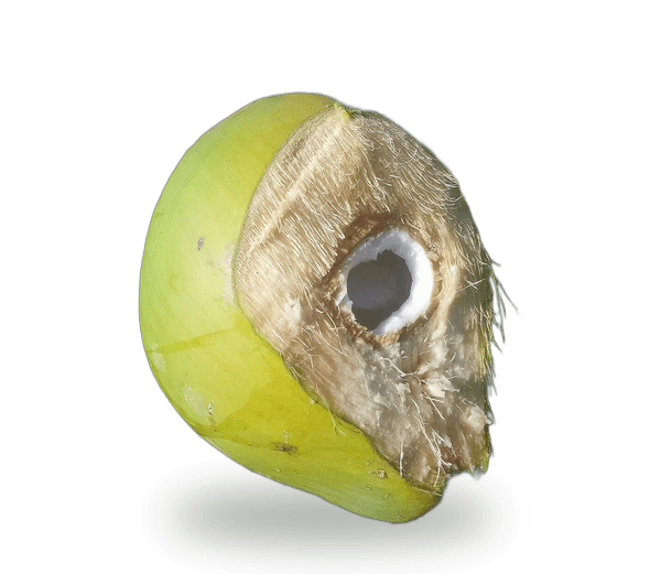 Jelly Coconut