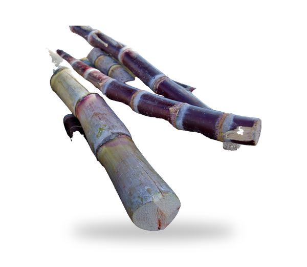 Sugar Cane