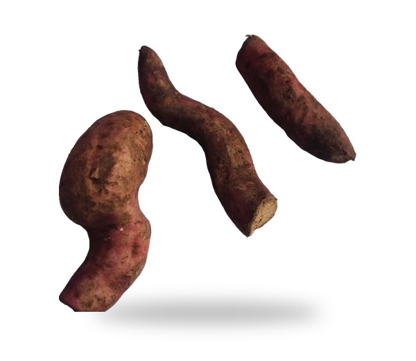Sweet Potato