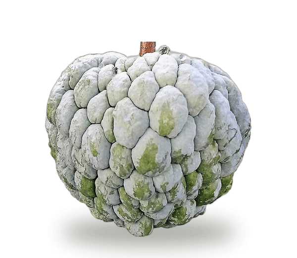 Sweetsop